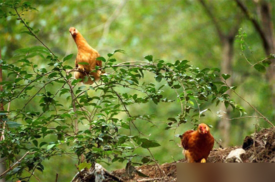 禁養散戶莫擔憂 咱可以轉型呀!