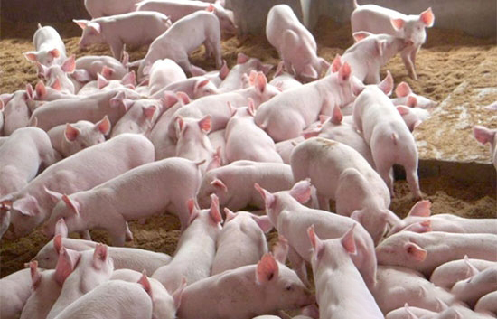 豬各個階段的營養需求标準