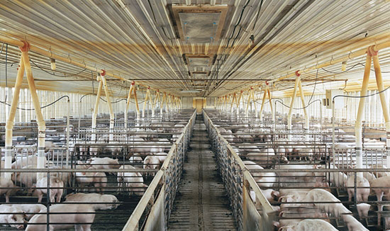 想辦養豬場?這七個證你辦下來沒有