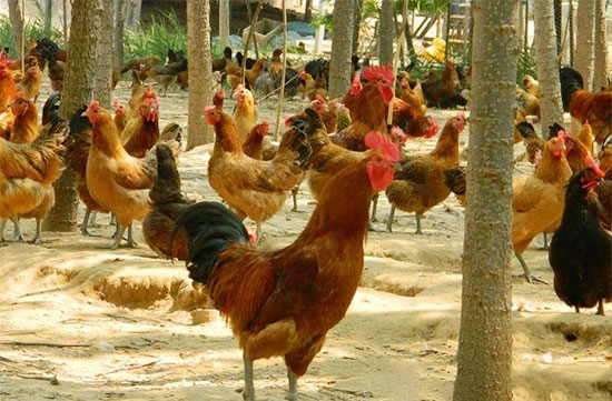 林下養殖柴雞的優勢及技術要點