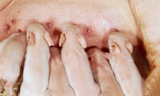 想要母豬每窩超産、多産仔，你就該了解這些知識！