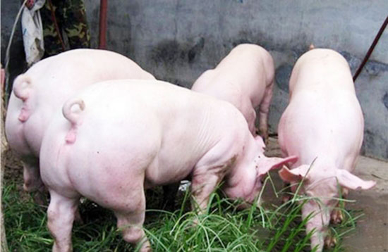 大約克豬有着哪些優勢和管理要點?