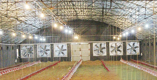 空雞舍的管理要點