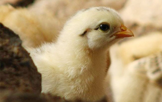 對雛雞進行光照管理的技巧
