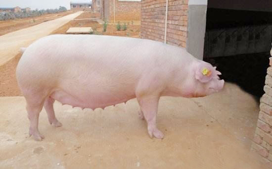 促進母豬發情的常識性方法