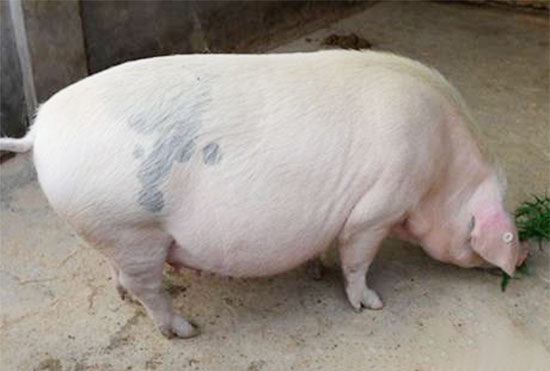 母豬懷孕初期的保胎措施