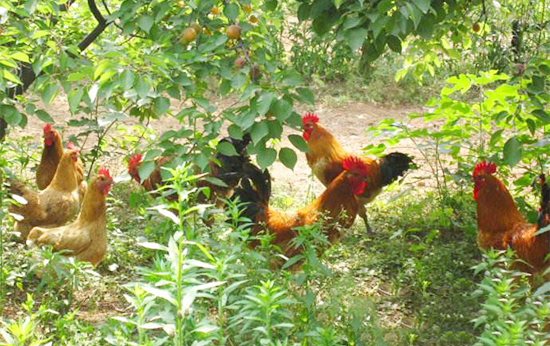 生态養雞知多少