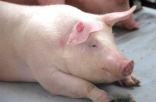 母豬産後拒食的良策