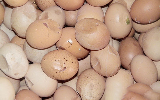如何降低種蛋破損率