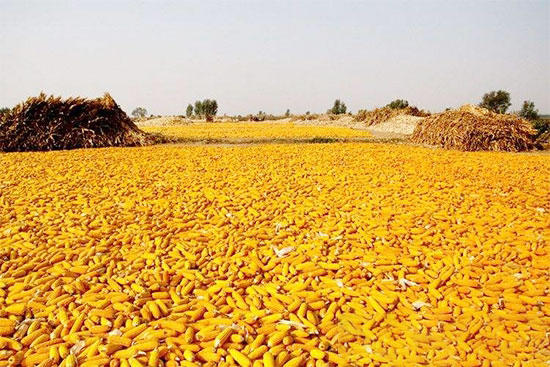 汽車要跟豬搶3000萬噸玉米 未來飼料成本還會低嗎?