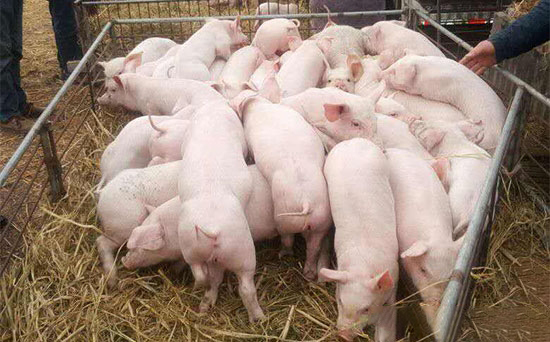 挑選優良仔豬的十個方面