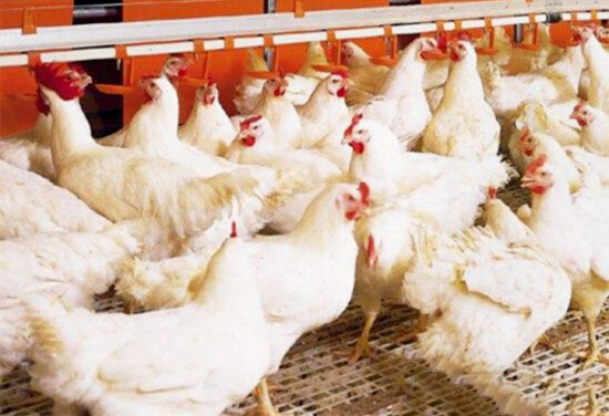 種雞的飼養的幾種方式