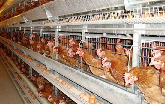 蛋雞習性的四季變化