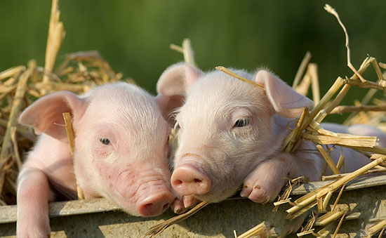 不讓養豬難道靠進口？生豬業警惕不可再走“大豆之路”