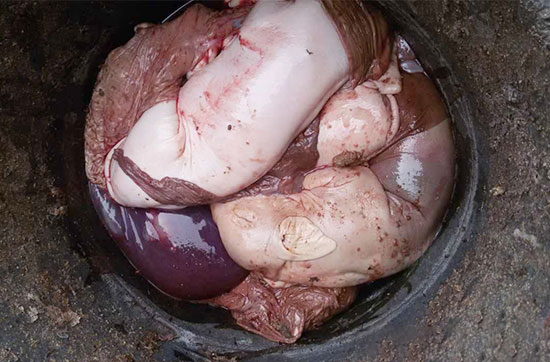 母豬産死胎的五大原因