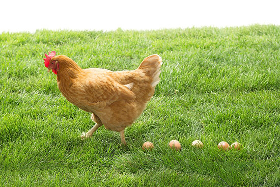 影響蛋雞高産的原因