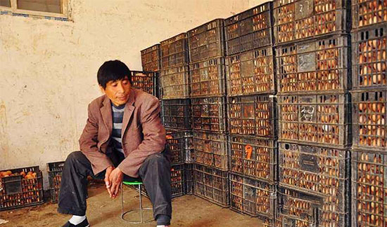 蛋雞養殖出路在哪兒？