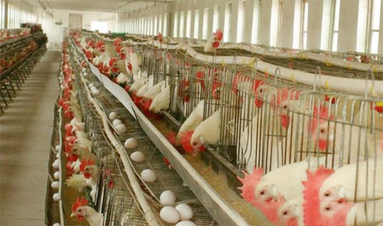 蛋雞發生互啄的原因