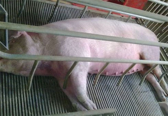 生豬猝死症病因淺析及對策