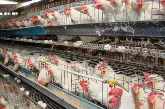 母雞産蛋困難的處理方法