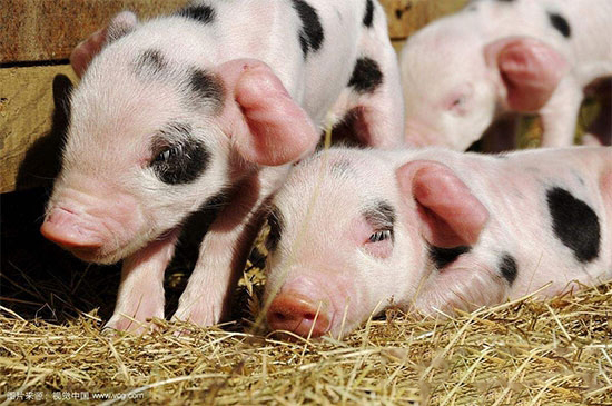 新生仔豬精細化管理要點