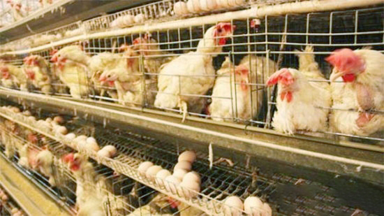 蛋雞裝籠注意事項