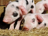 新生仔豬精細化管理要點