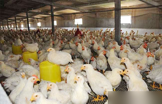 雞“饑餓保健”的新認識