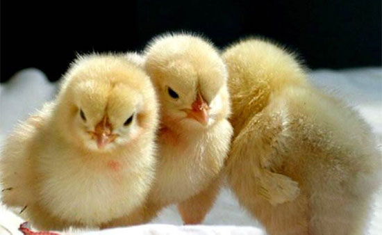 雛雞公母性别鑒定之翻肛法