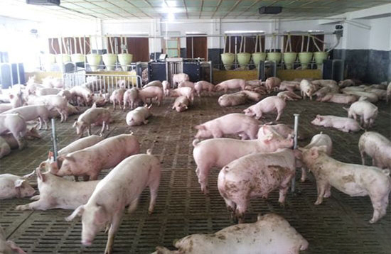 各個時期豬隻如何分欄