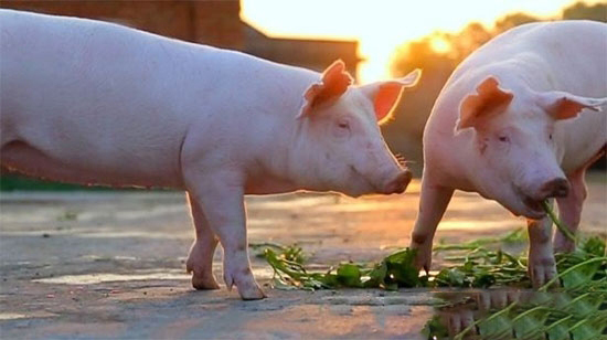 環保風勁吹生态養殖成趨勢