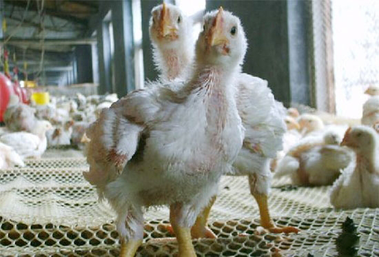 肉雞腹水症發生的原因