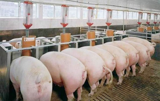 提升豬場經濟效益秘訣——減少飼料隐性浪費