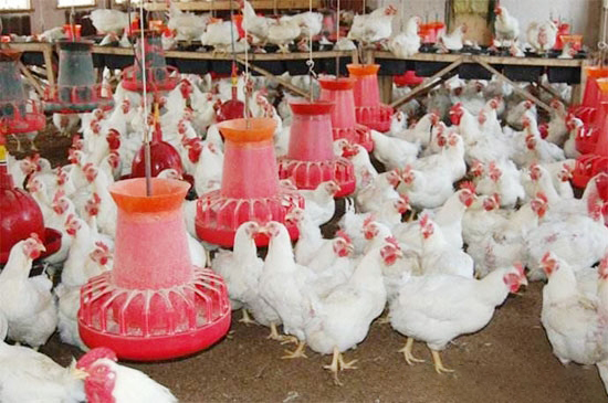 怎樣提高肉種雞均勻度