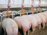 提升豬場經濟效益秘訣——減少飼料隐性浪費