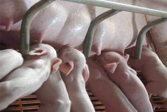 母豬泌乳力高低如何鑒别