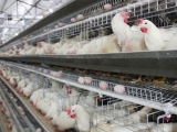 蛋雞強制換羽對蛋雞後期影響
