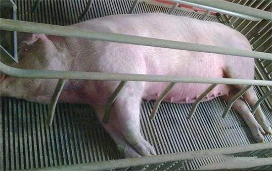 母豬預産期推算表