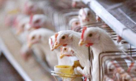 十大養雞誤區，你中招了嗎？