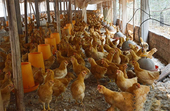 養雞還能賺到錢不？蛋雞養殖前景及産能情況