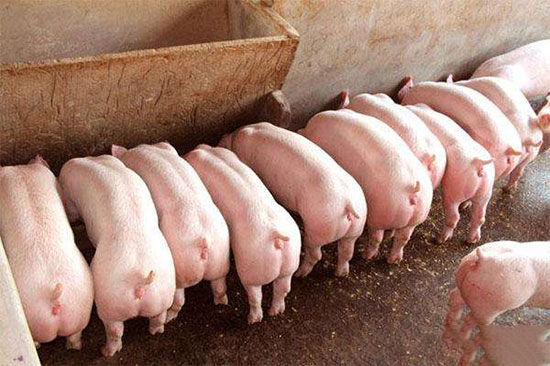 後備母豬的飼養管理技巧