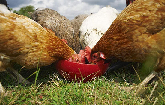 雞飼料加鹽應慎重，操作不當會損失慘重！