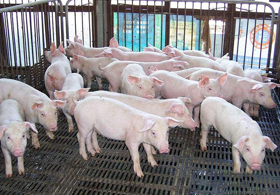 養豬業将面臨三大劫難 您都知道嗎？