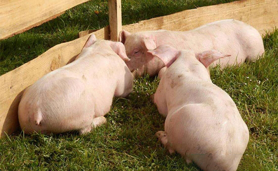 生豬中毒的症狀與治療