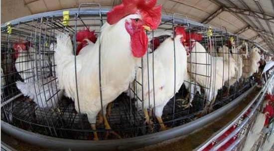 養殖戶使用濃縮料存在哪些錯誤問題