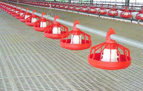 肉雞在大棚中育雛的前期準備工作