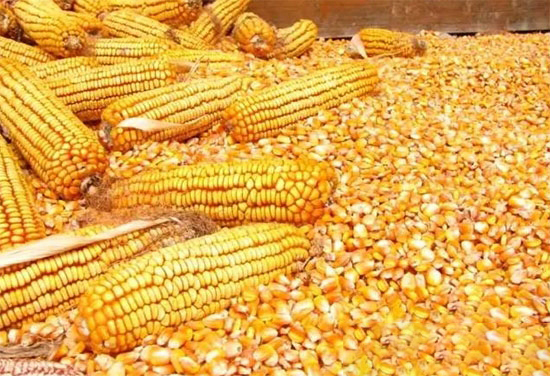 新糧上市高峰玉米打響“收購戰”