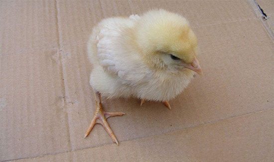 仔雞腿軟分叉癱瘓