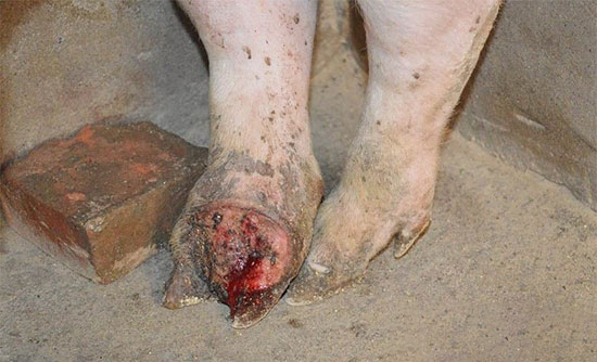 豬場看到這幾點說明口蹄疫來了!