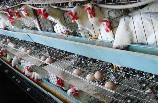 蛋雞腹瀉的診斷與防治